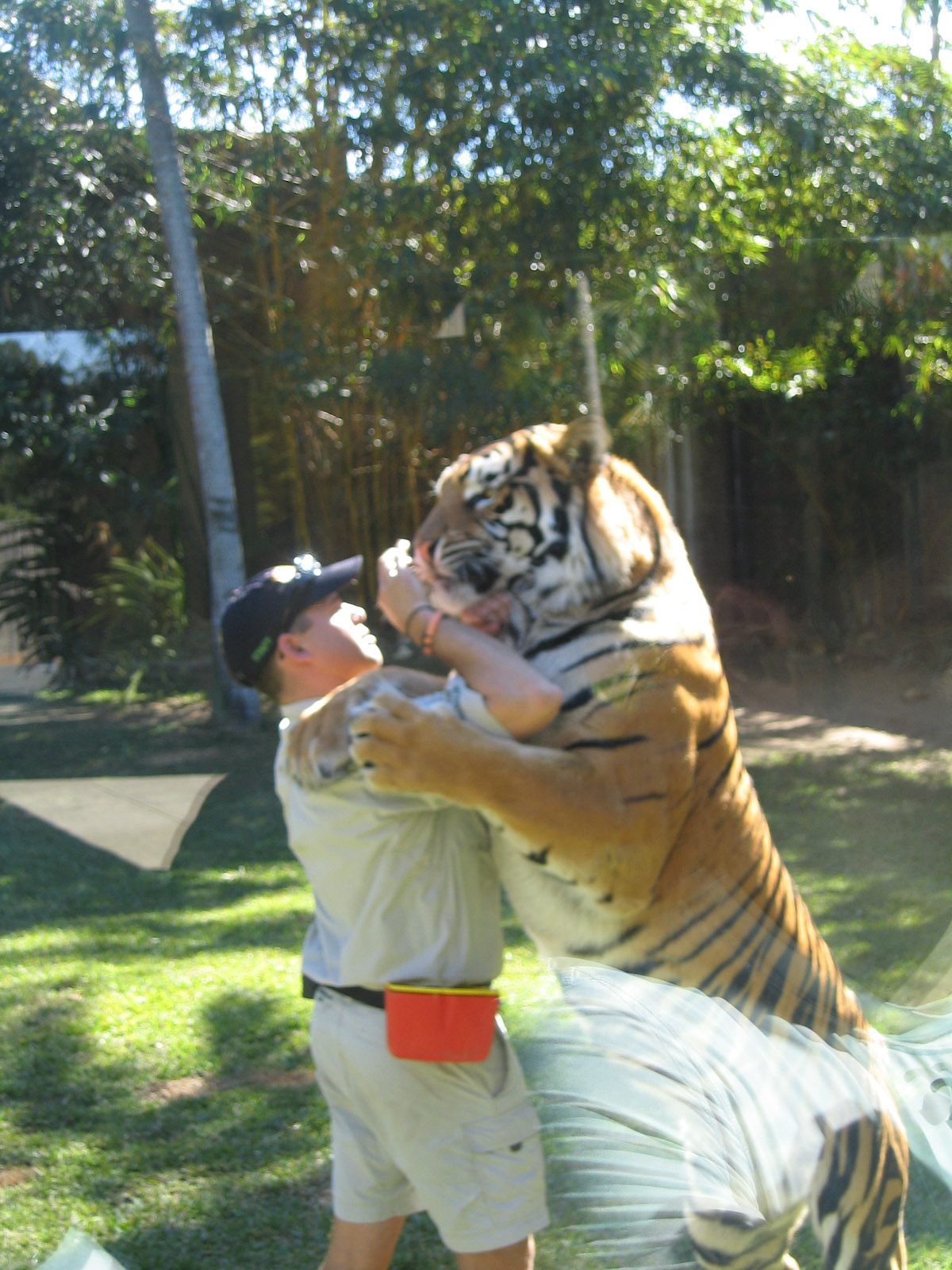 Tiger hug - Jul 2007