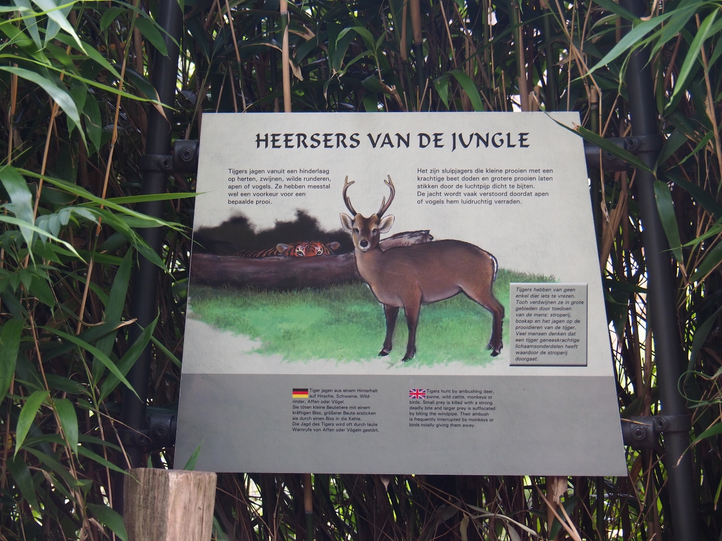 Tiger hunting sign (Sep 16th, 2018)