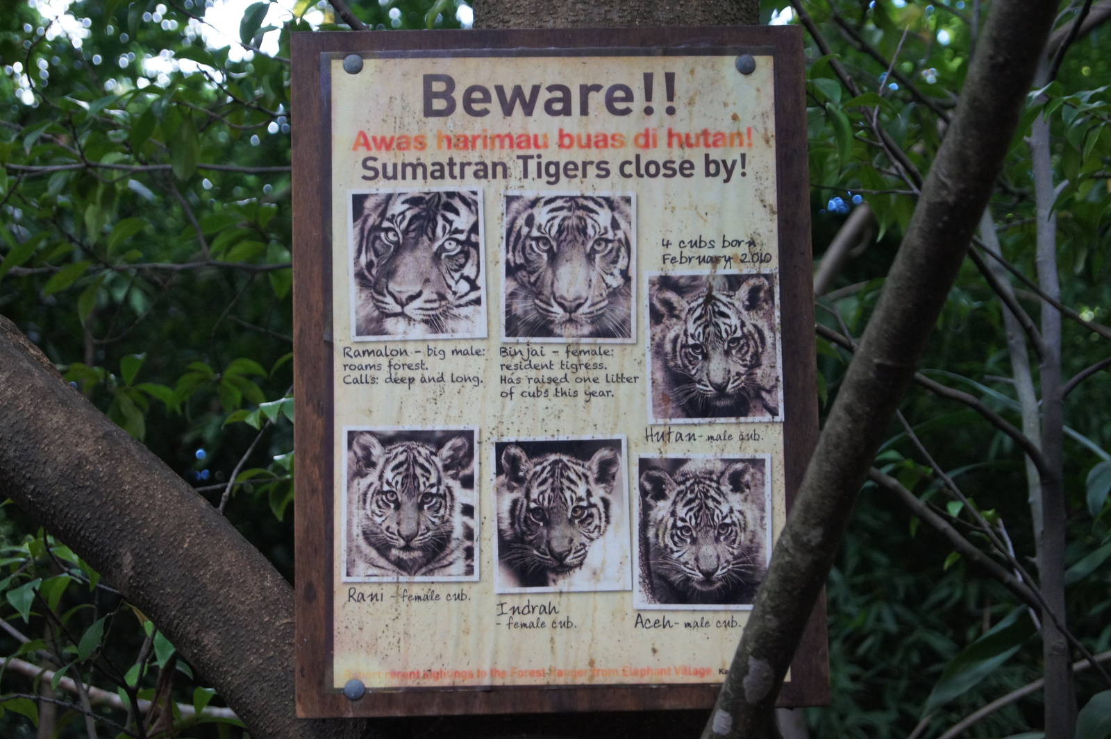 Tiger Identification Sign