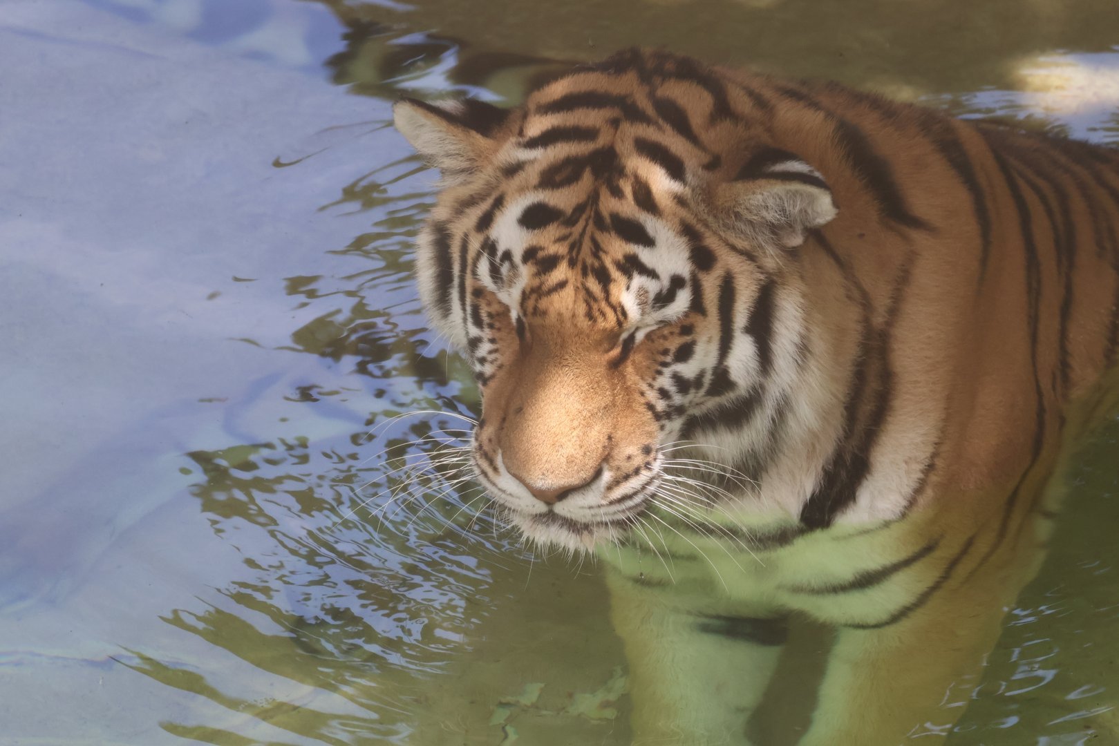 Tiger in a pool
