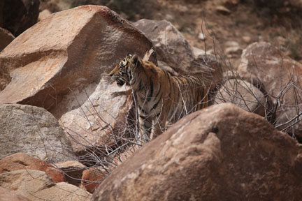 tiger in boulders