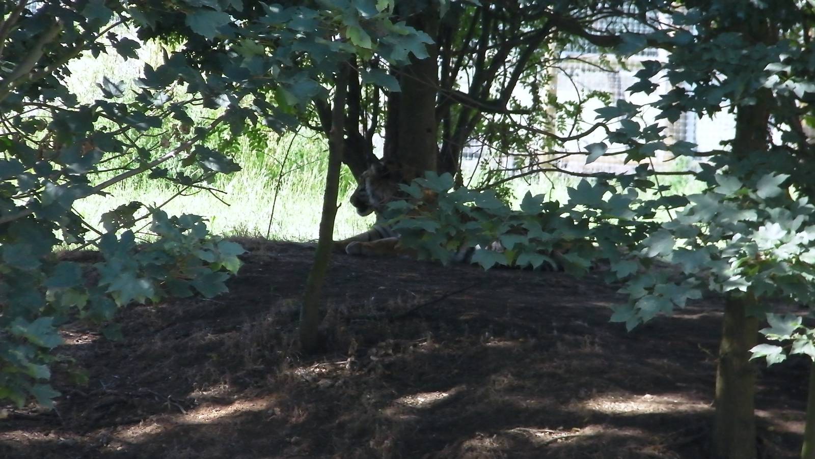 Tiger in Enclosure No. 2 - 19.80.2011