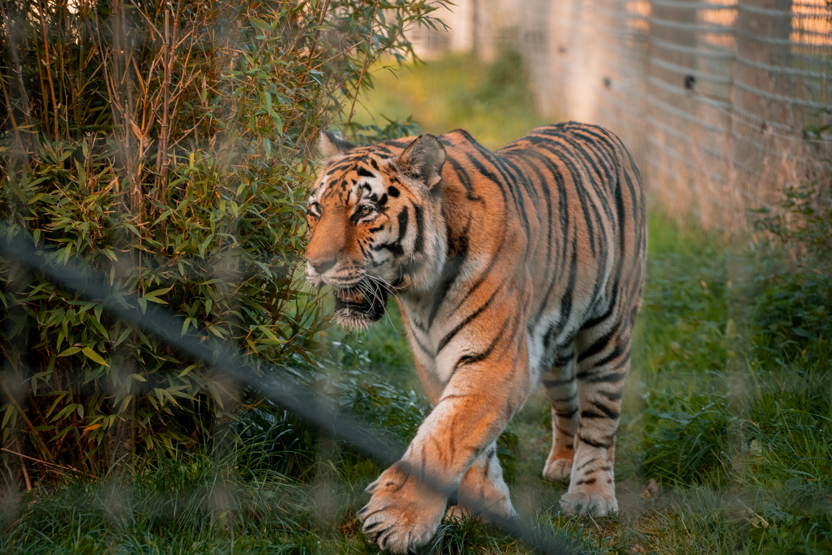 Tiger in holding enclosure