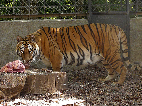 Tiger in Kishinev Zoo