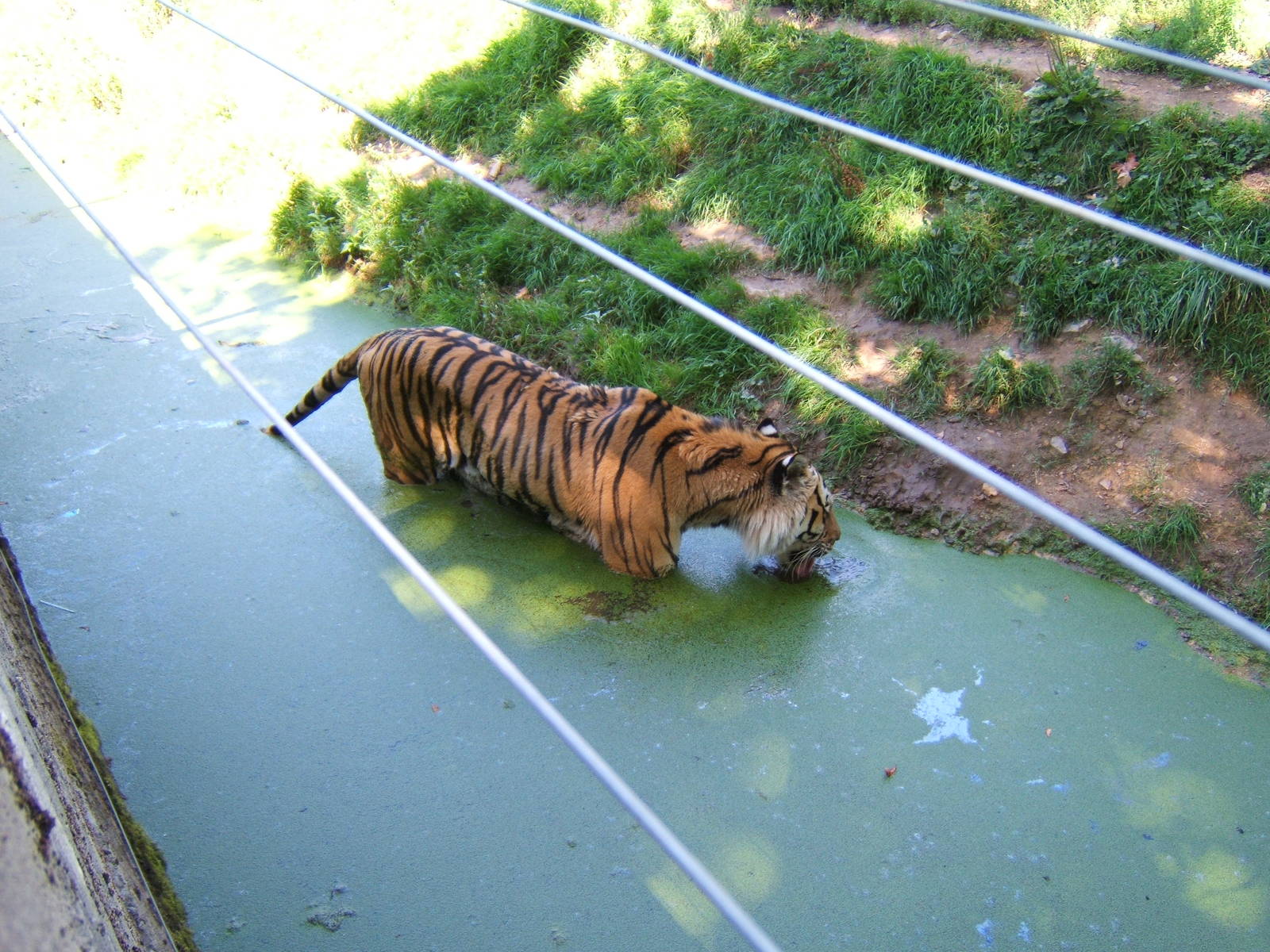 Tiger in pool in what is now the Cheetah enclosure