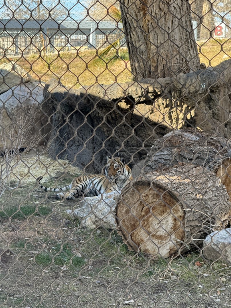 Tiger in pool rotating habitat