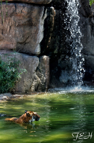 tiger in pool