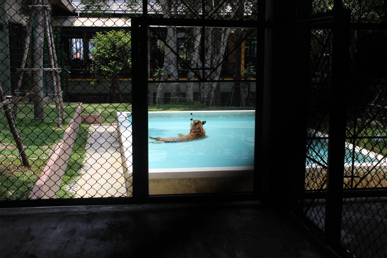 Tiger in Pool
