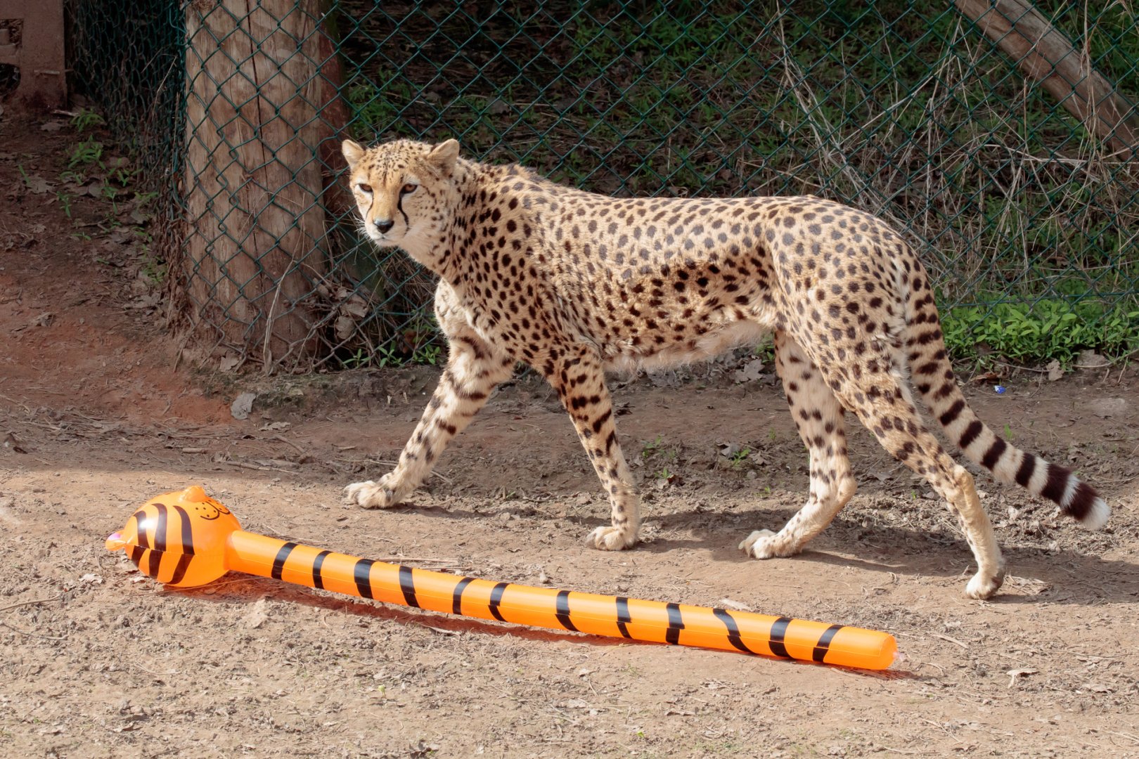 Tiger in the Cheetah Enclosure - 11/04/2017