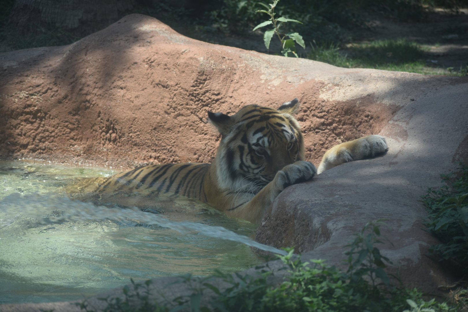 Tiger in the pool