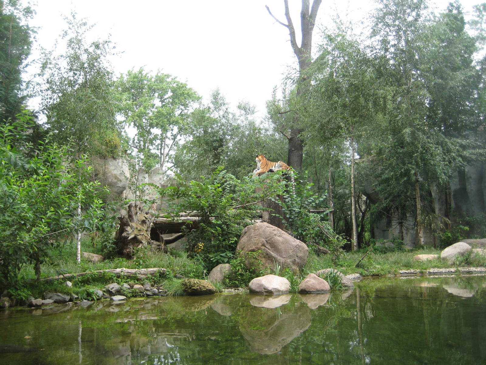 Tiger in the Tiger Taiga