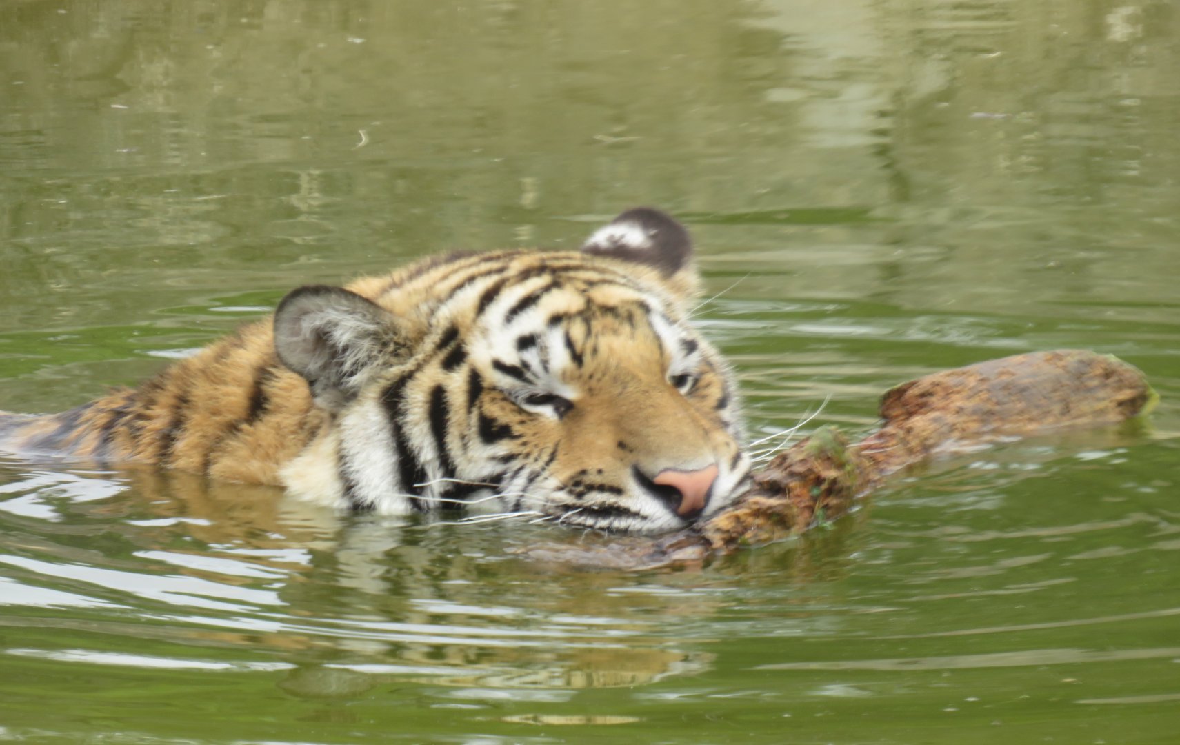 Tiger in the water with a log
