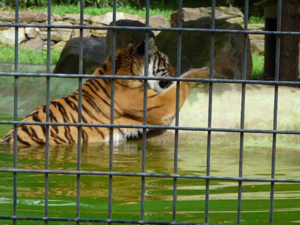Tiger in water