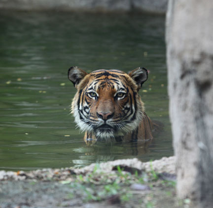 tiger in water