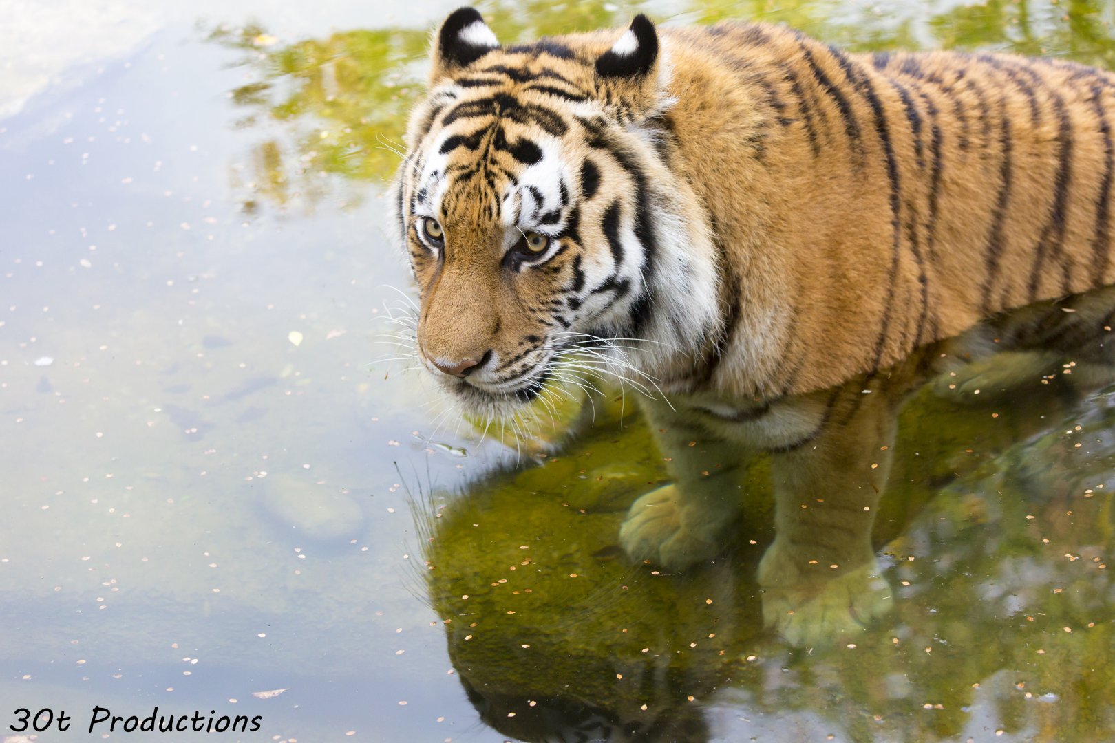 Tiger in water