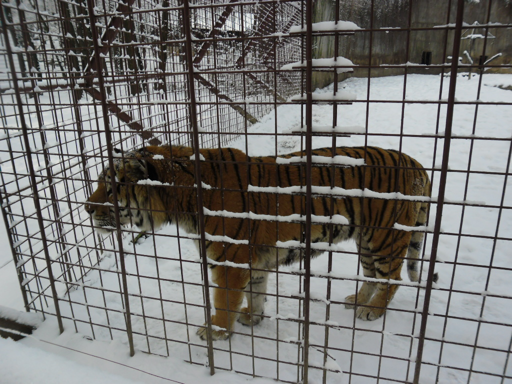 Tiger in winter