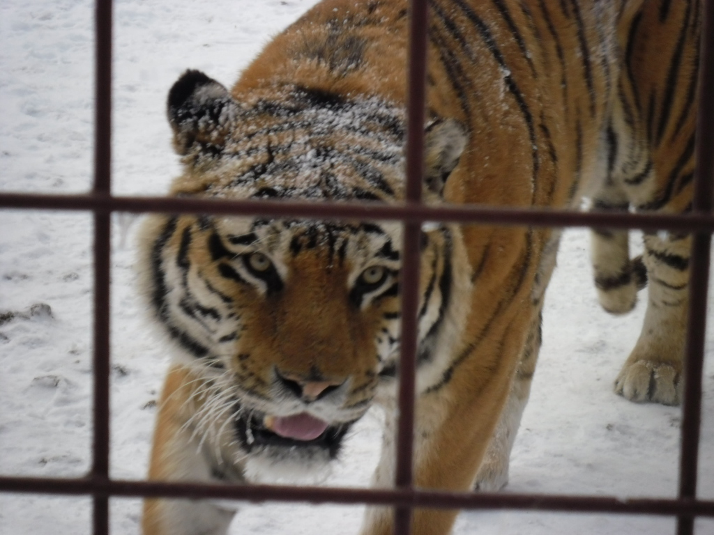 Tiger in winter