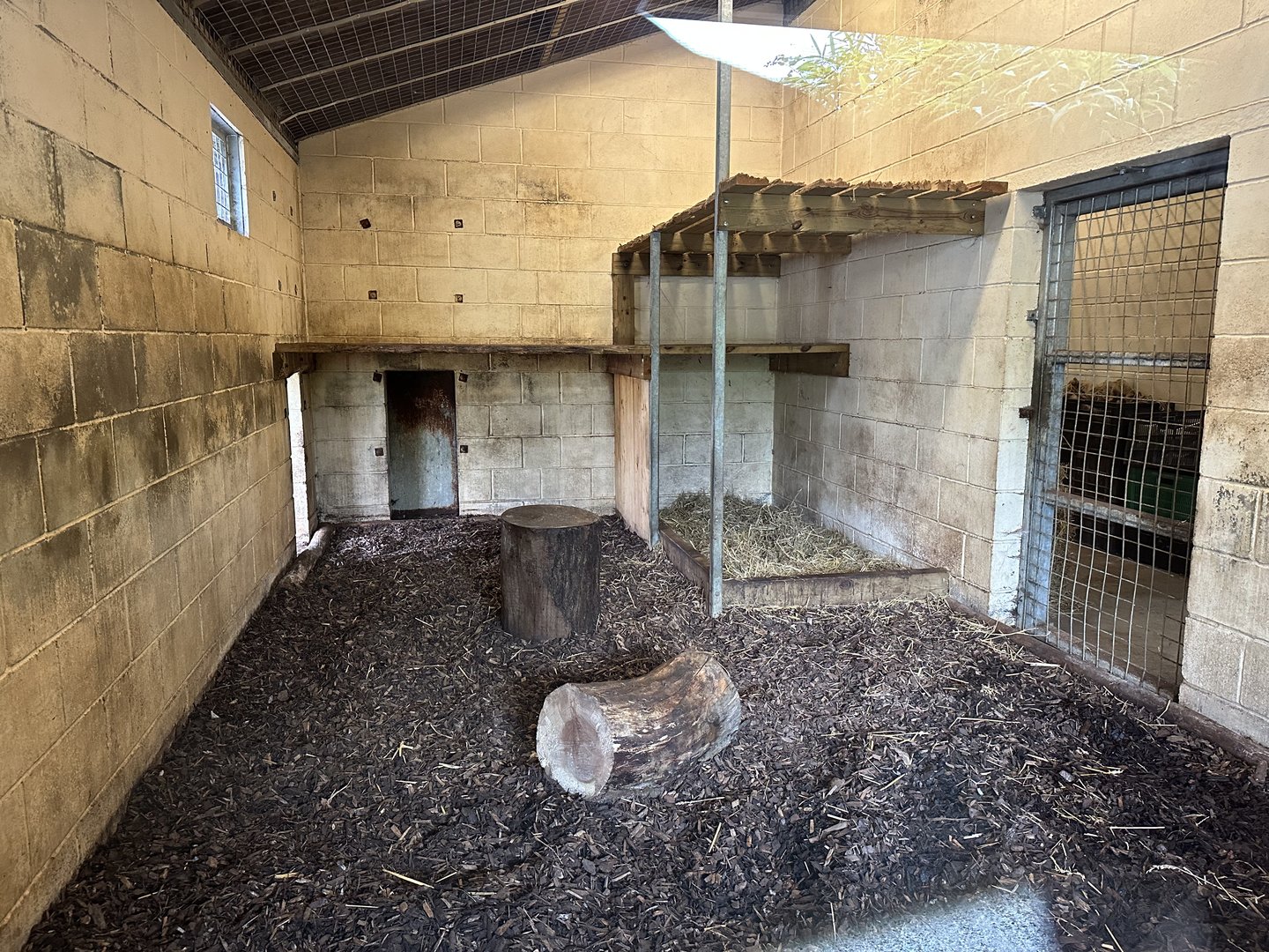 Tiger Indoor Enclosure at Hamerton Zoo Park (October 2023)