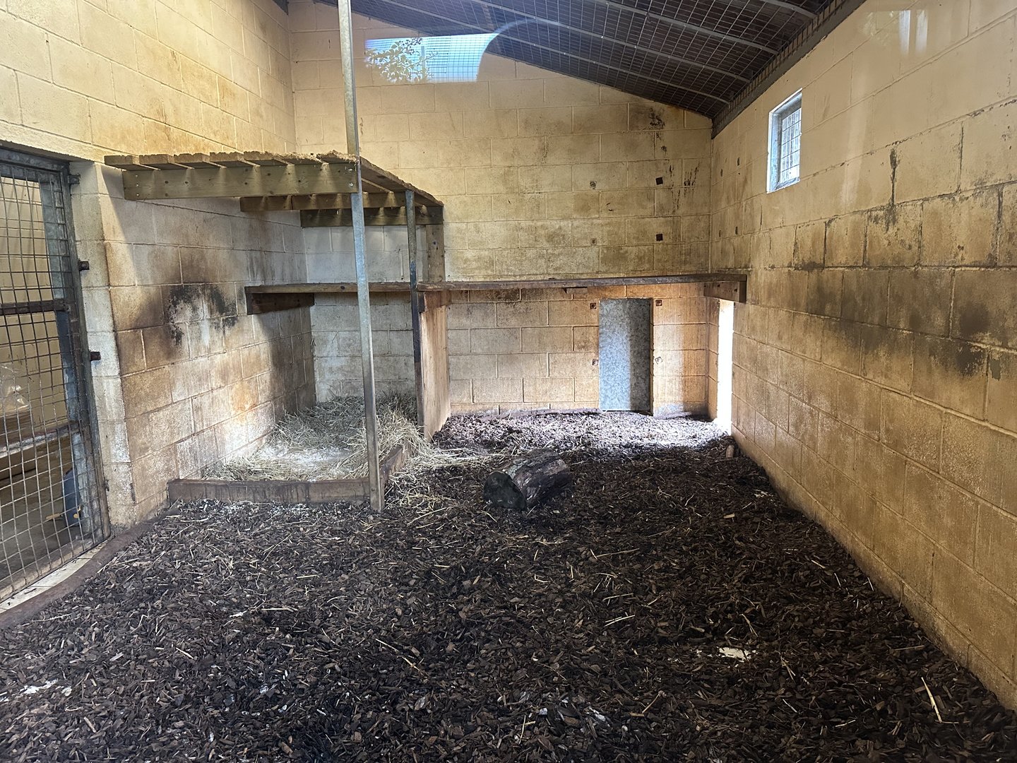 Tiger Indoor Enclosure at Hamerton Zoo Park (October 2023)