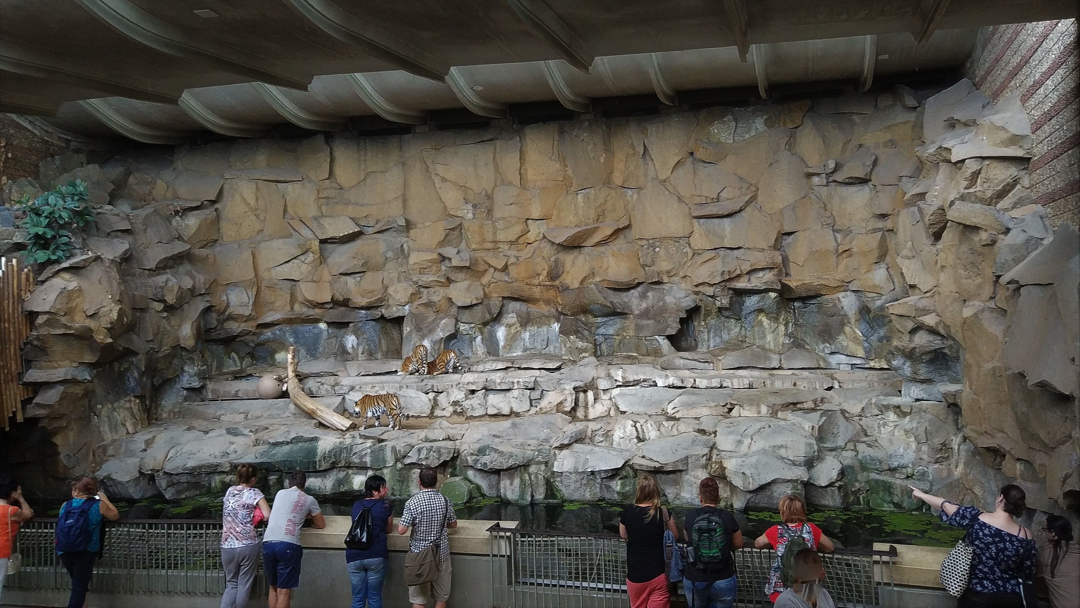 Tiger Indoor Enclosure