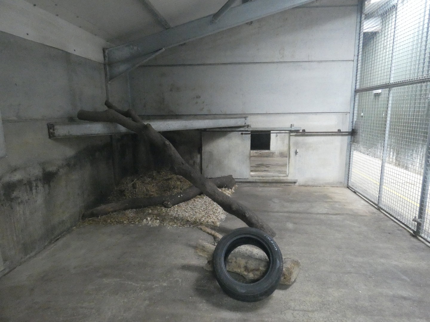 Tiger indoor enclosure