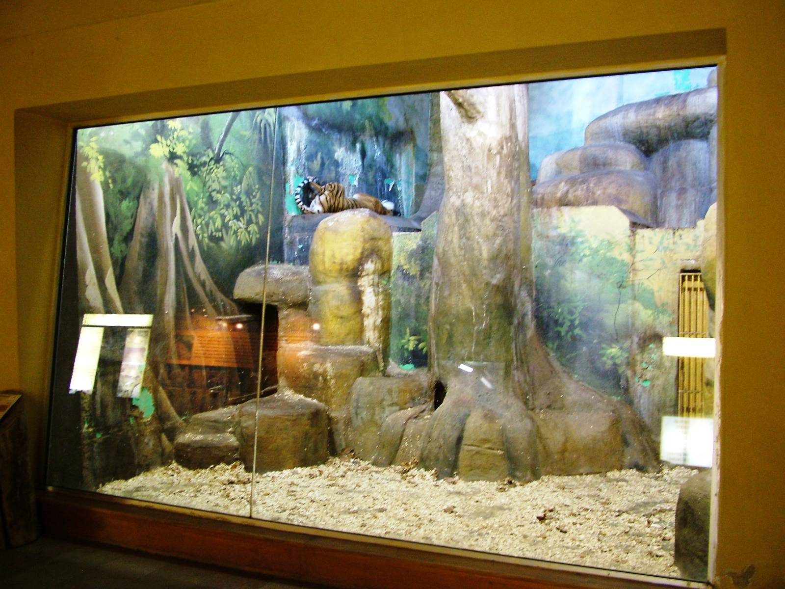 Tiger Indoor Exhibit at Usti, 29/08/12