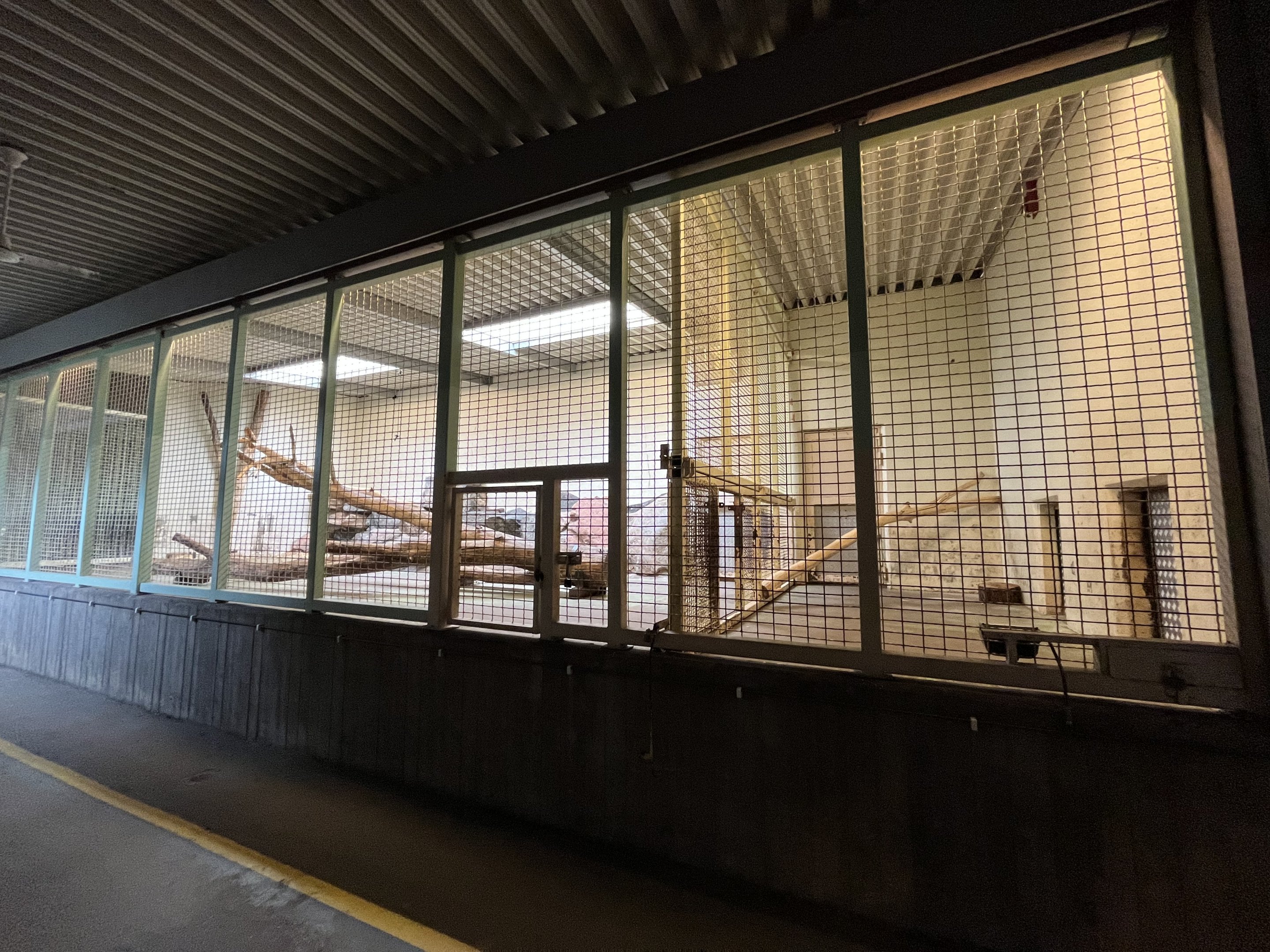 Tiger Indoor Exhibit (ZERO barriers)