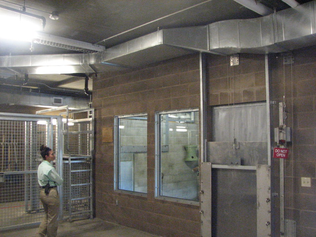 Tiger indoor holding