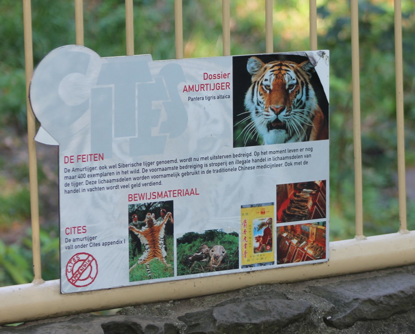 Tiger info