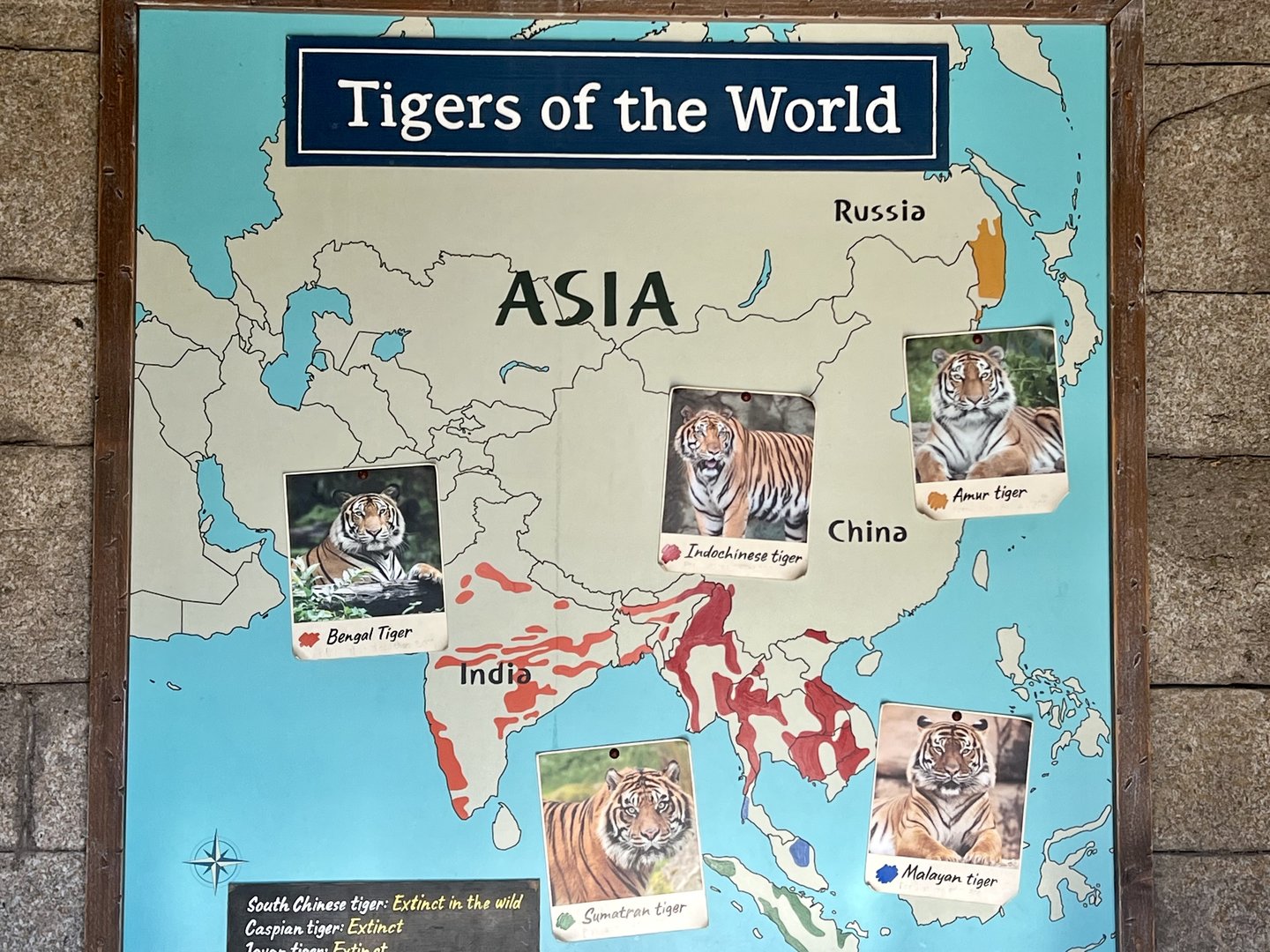 Tiger Information Board