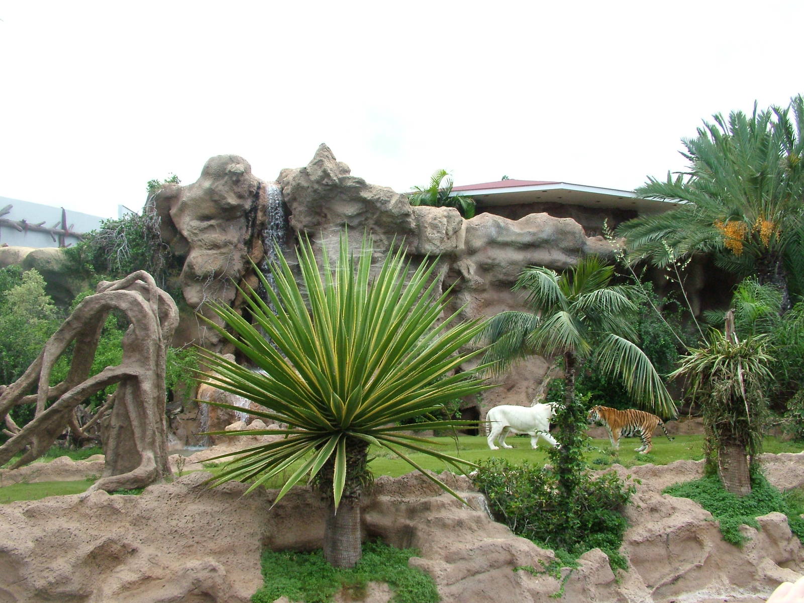 Tiger Island at Loro Parque, 08/11/10