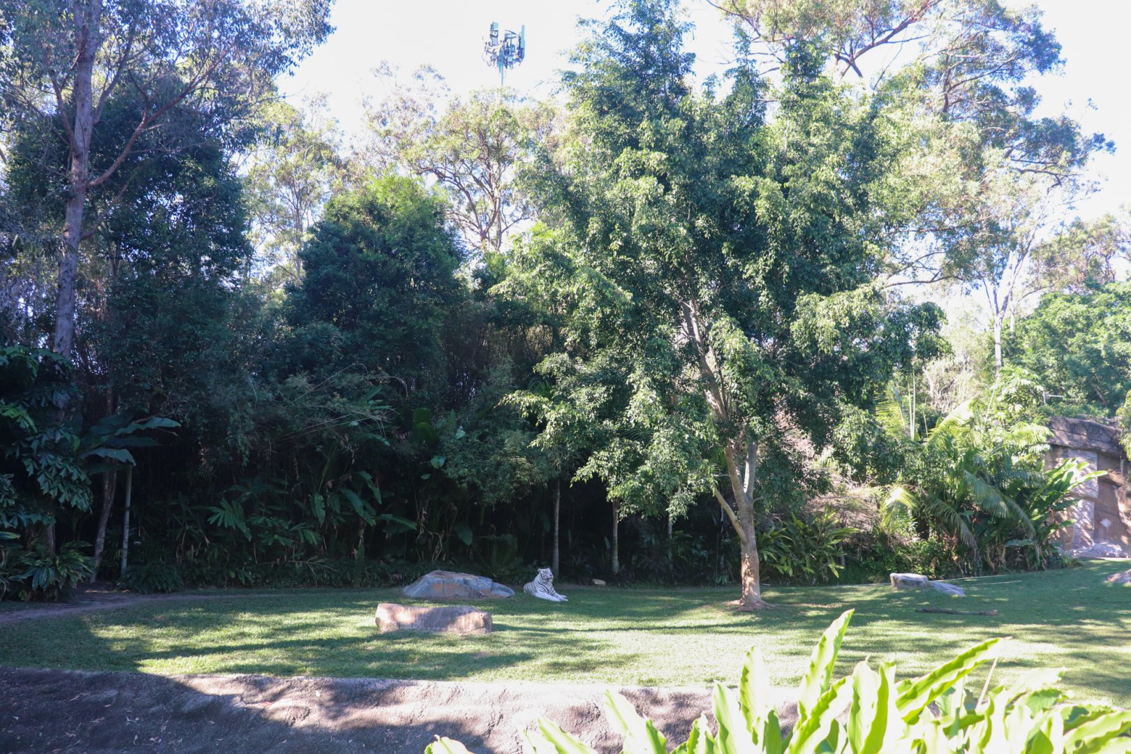 Tiger Island - Main Enclosure