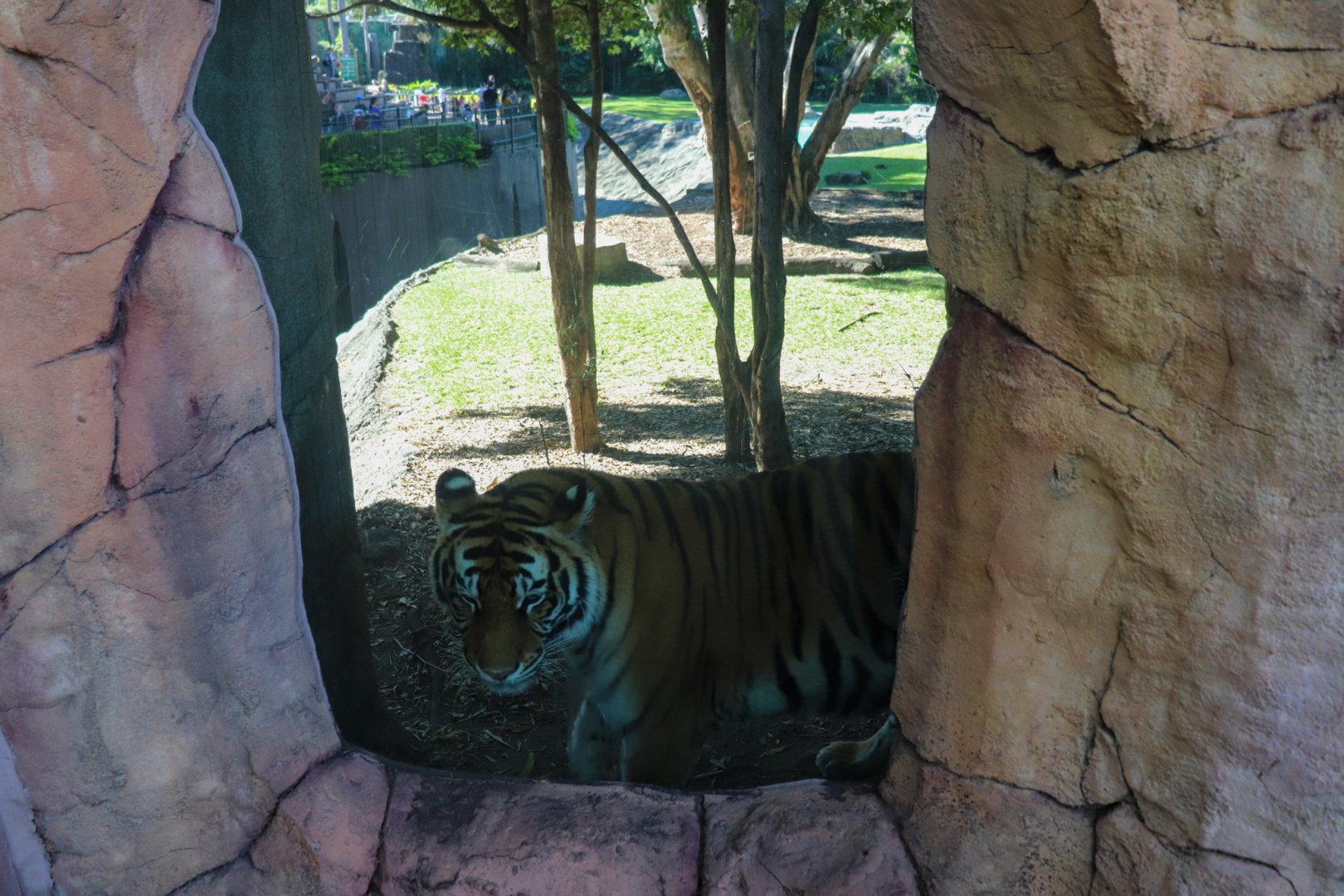 Tiger Island - Side Viewing Window