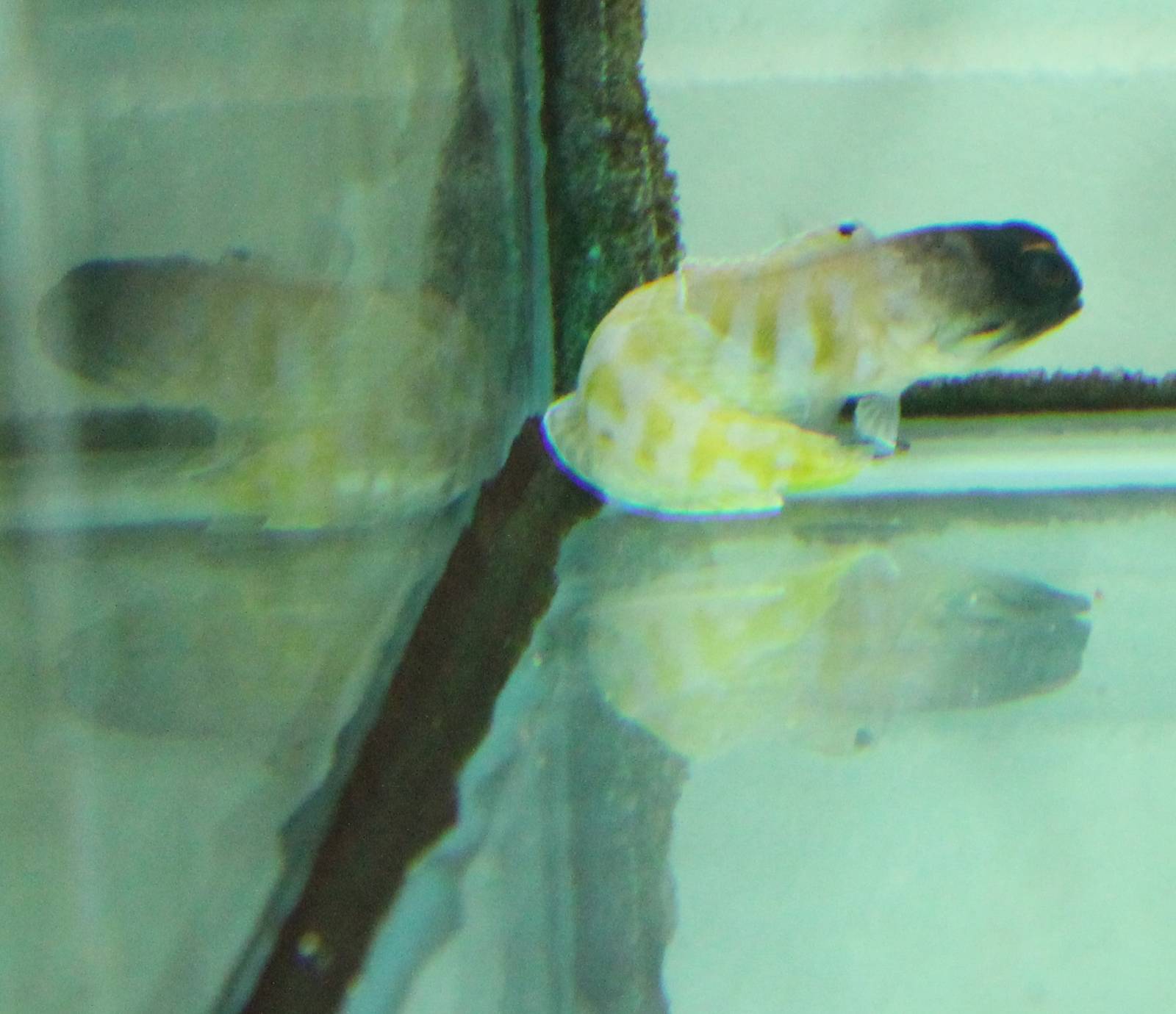 Tiger Jawfish (Opistognathus randalli)