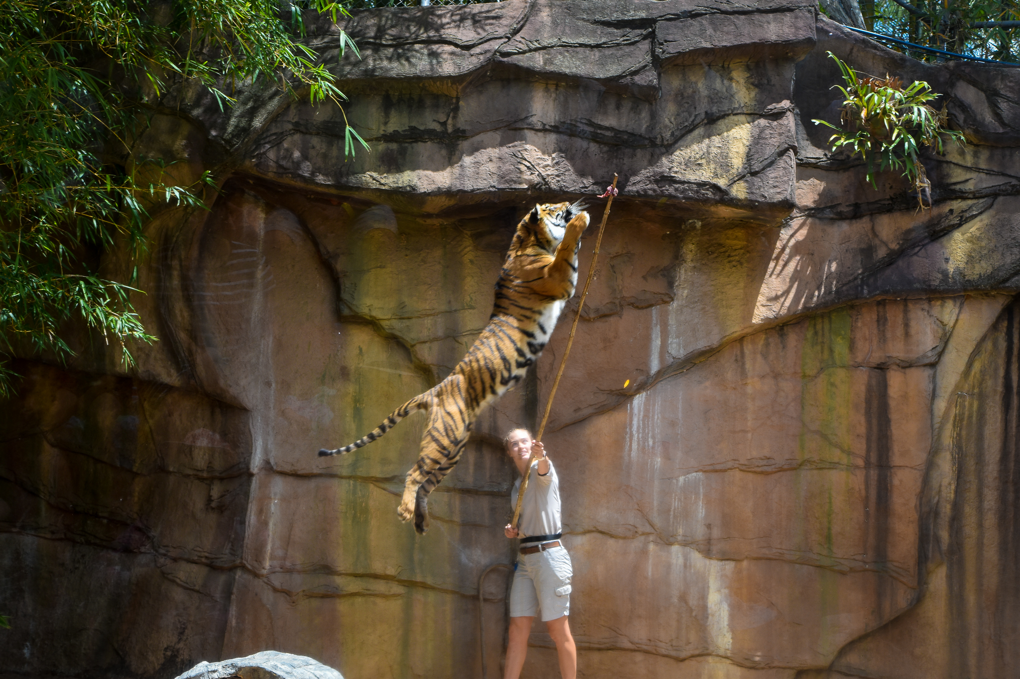 Tiger Jump