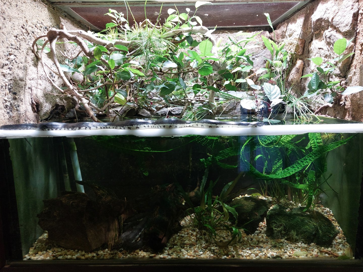 Tiger keelback & puff-faced water snake terraria