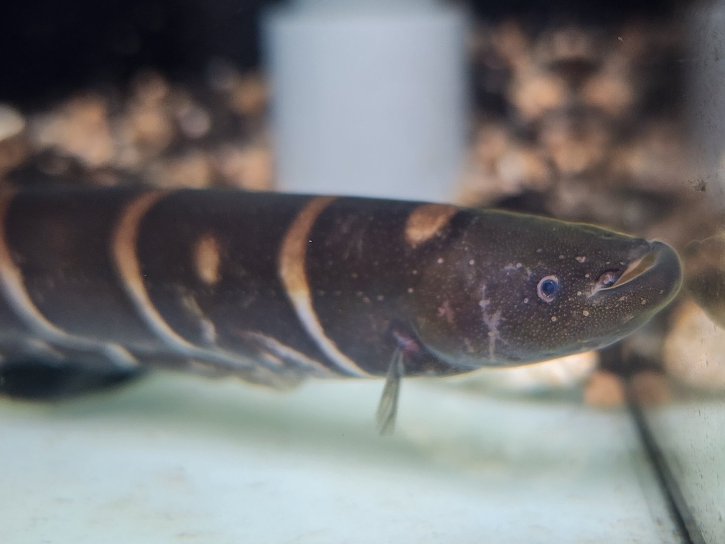 Tiger Knifefish (Gymnotus coatesi)