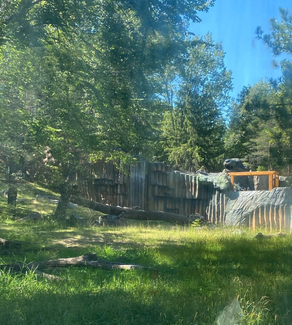 Tiger lair- Amur tiger exhibit