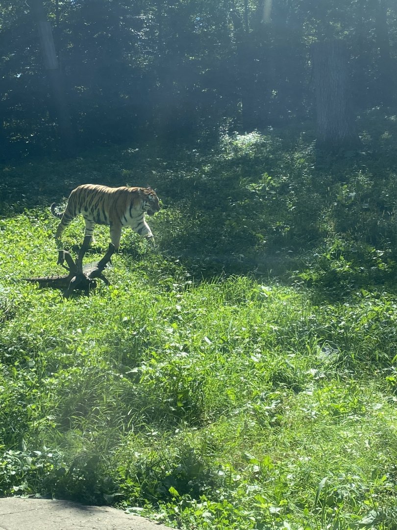 Tiger lair- Amur tiger