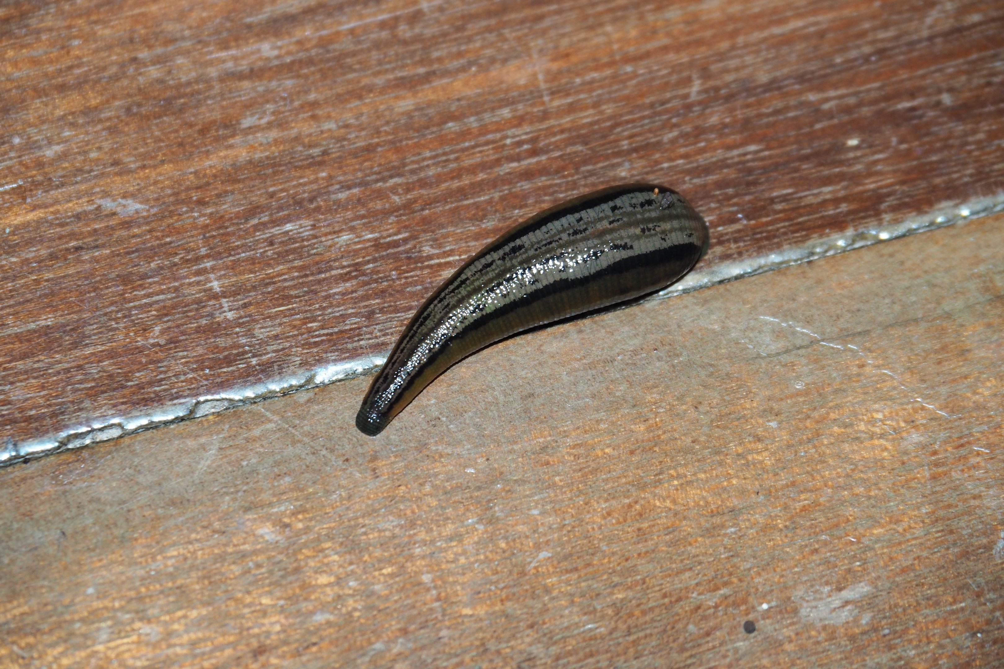 Tiger Leech - Danum Valley, Sabah, Borneo