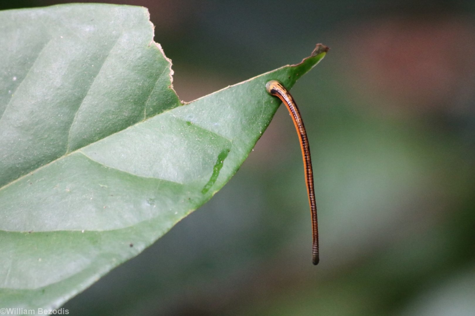 Tiger Leech - Danum Valley