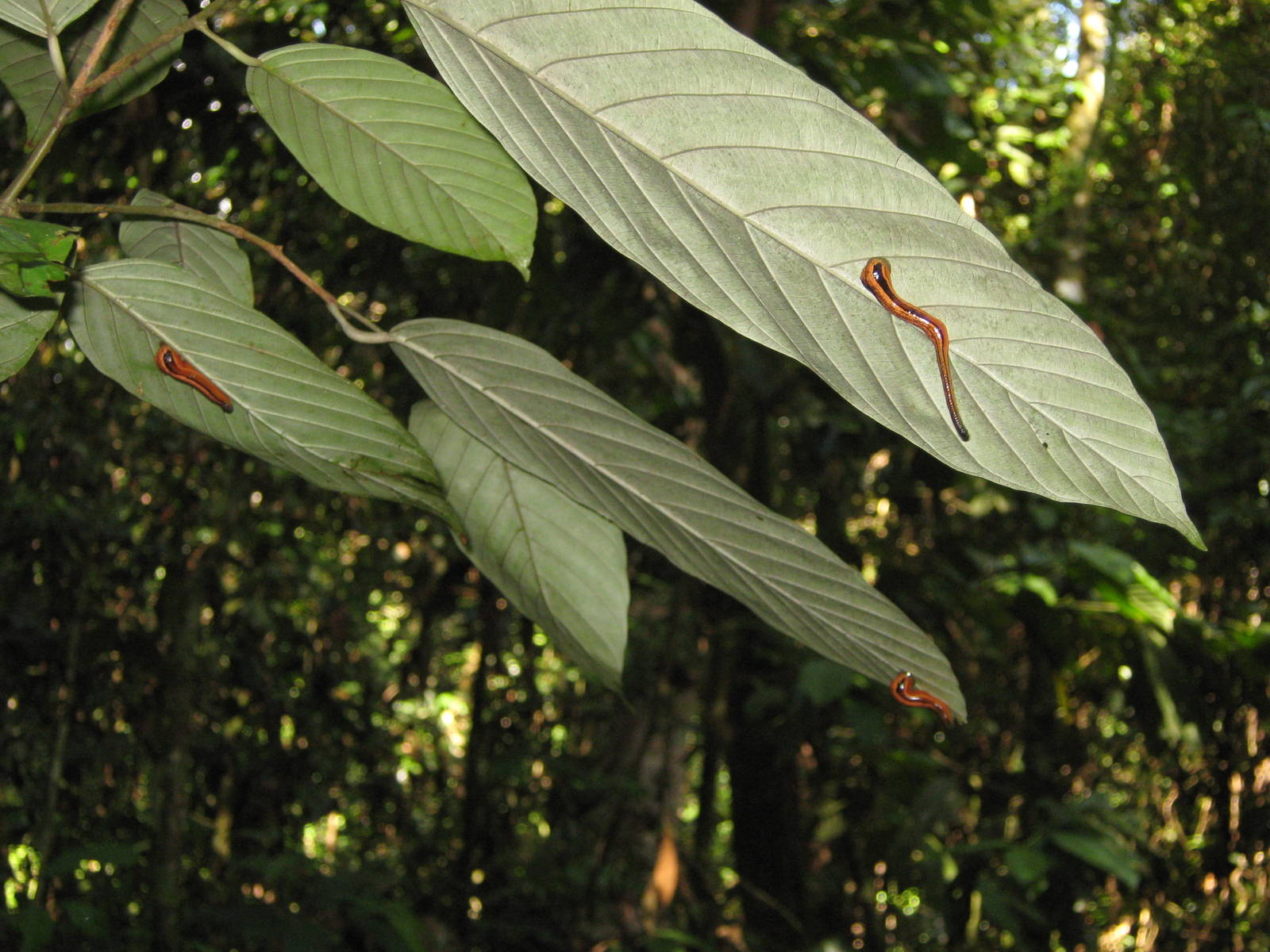 tiger leeches (Haemadipsa picta)