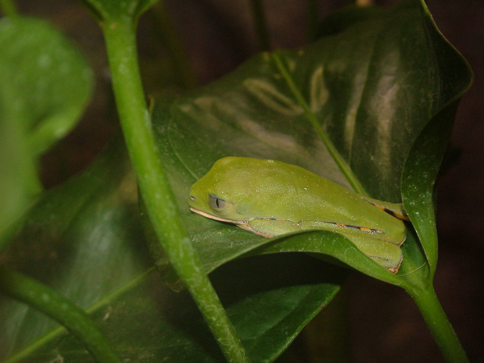 Tiger-legged Leaf Frog, Blackbrook in the Snow (again!) 27/12/10