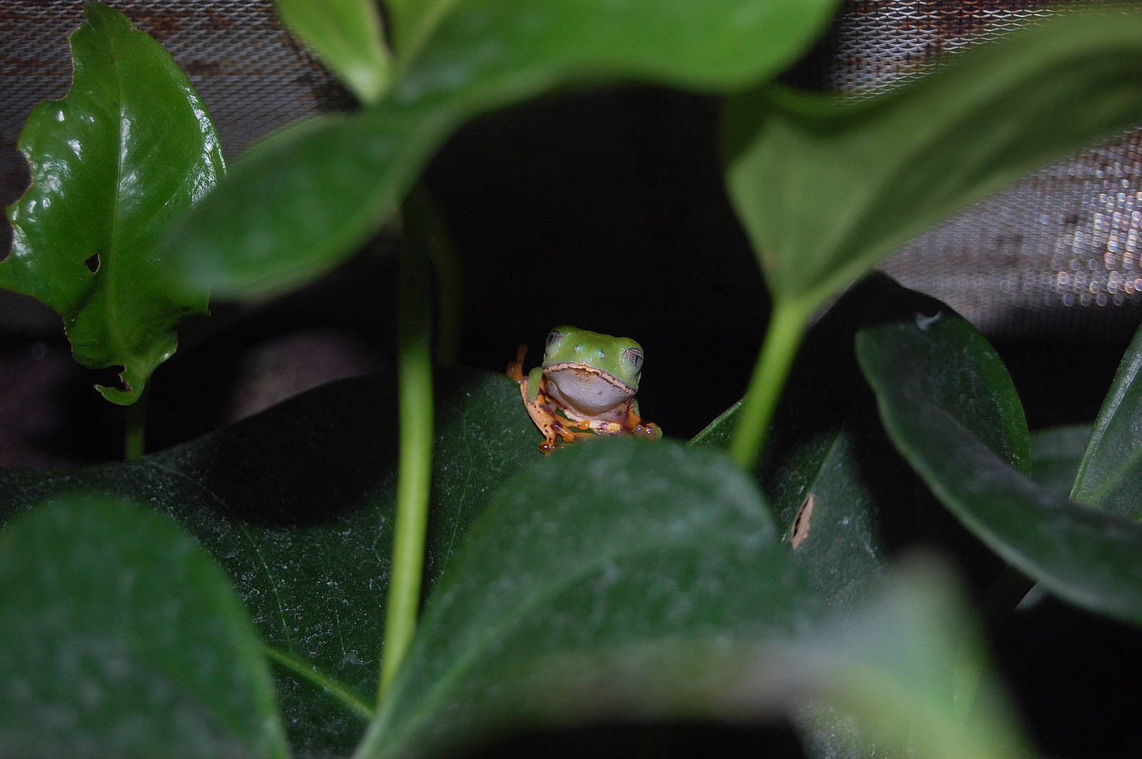 Tiger Legged Leaf Frog