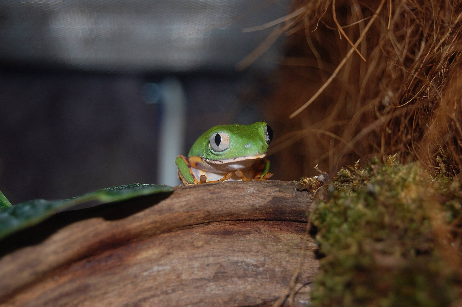 Tiger Legged Leaf Frog