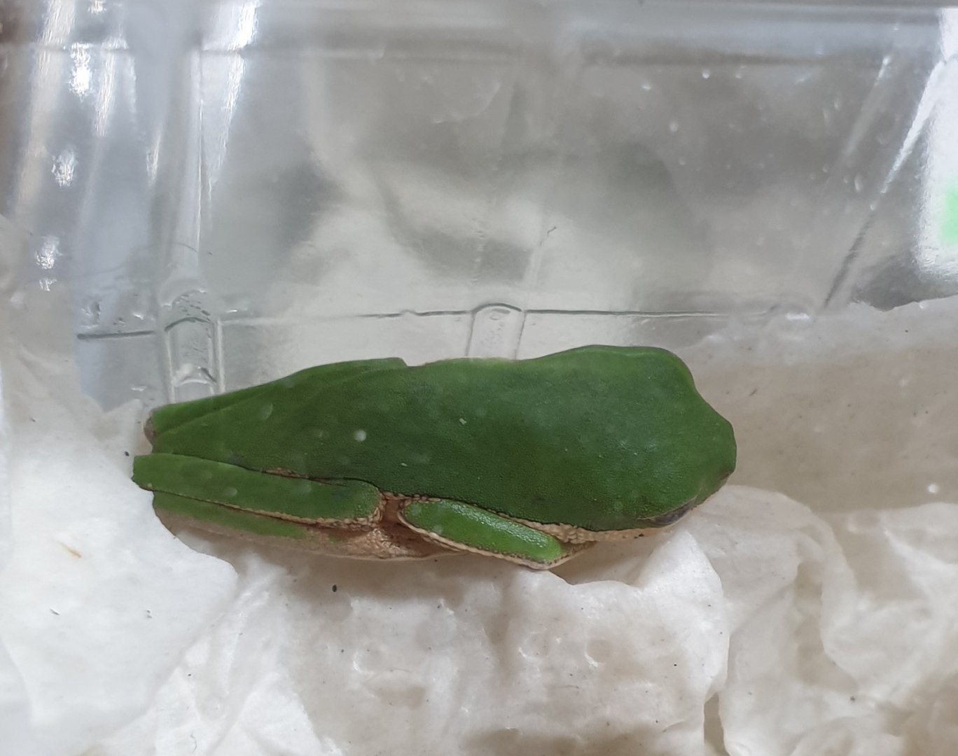 Tiger-legged monkey frog - Phyllomedusa tomopterna