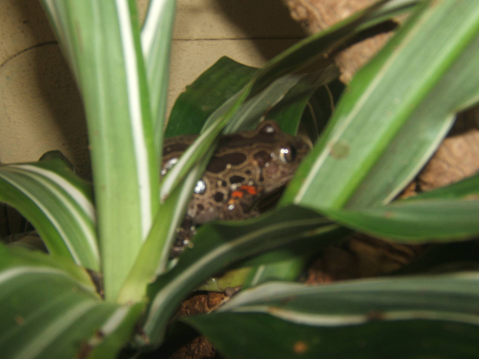 Tiger Legged Running Frog (Kassina maculata)
