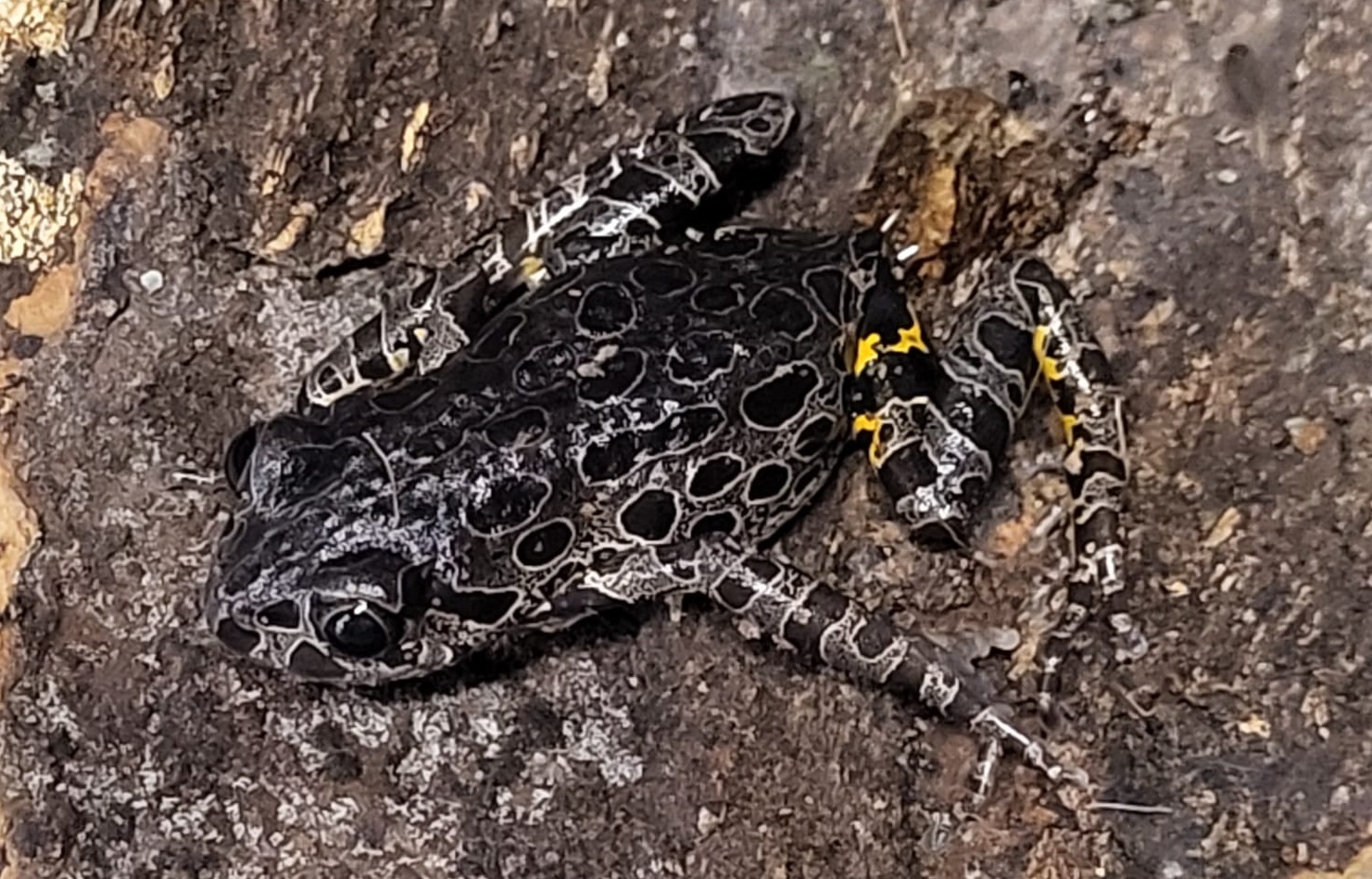 Tiger-legged running frog - Phlyctimantis maculatus