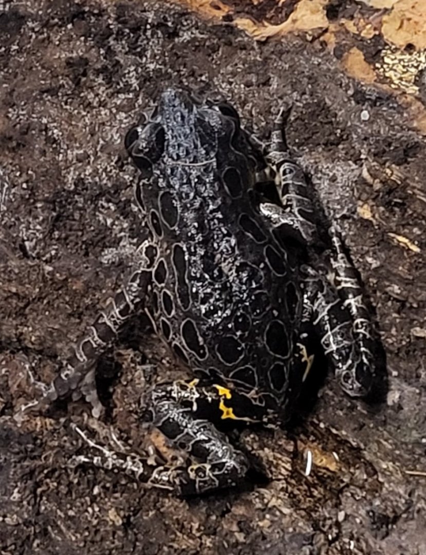 Tiger-legged running frog - Phlyctimantis maculatus