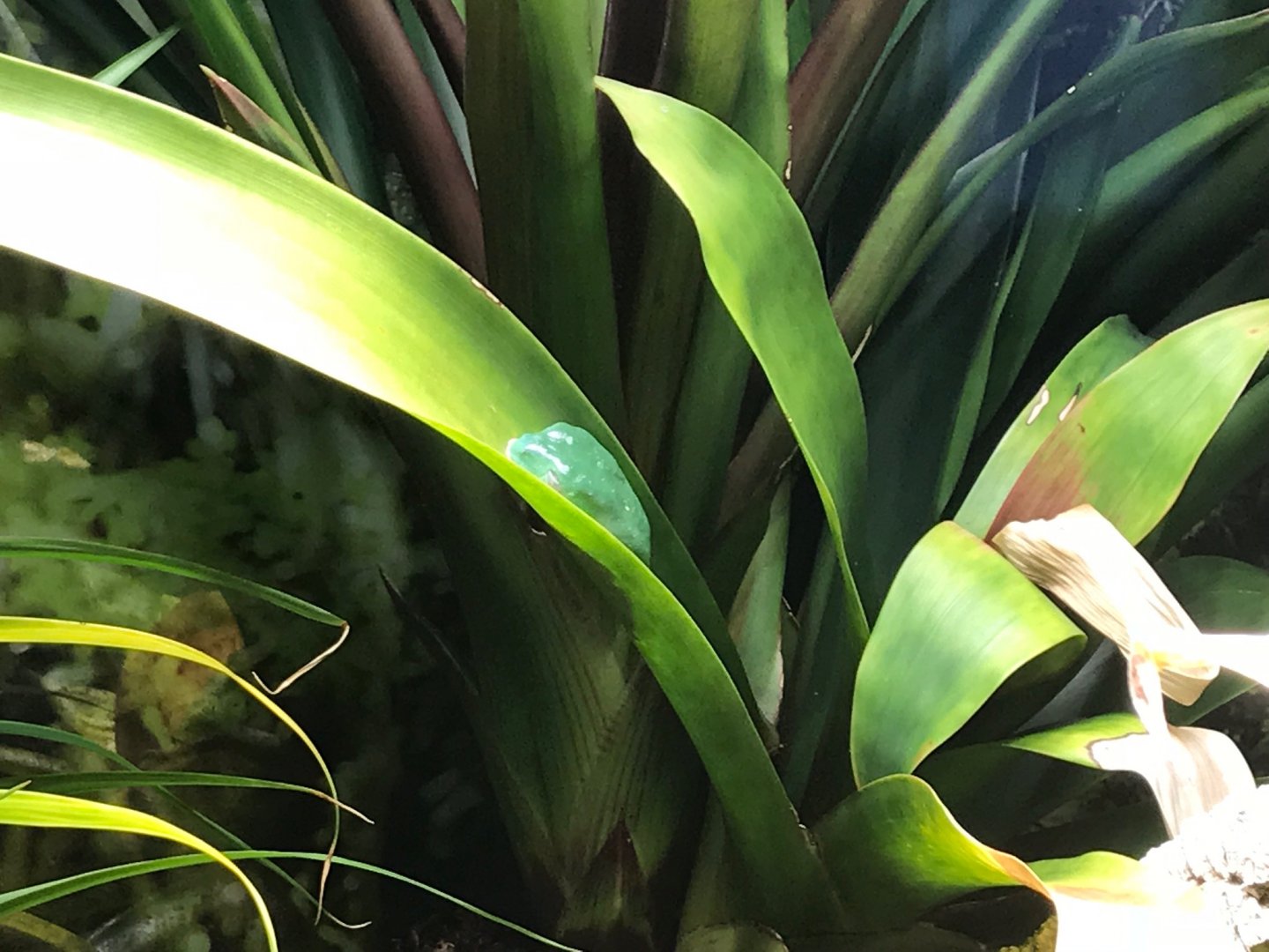 Tiger-legged treefrog (Phyllomedusa tomopterna) 270118